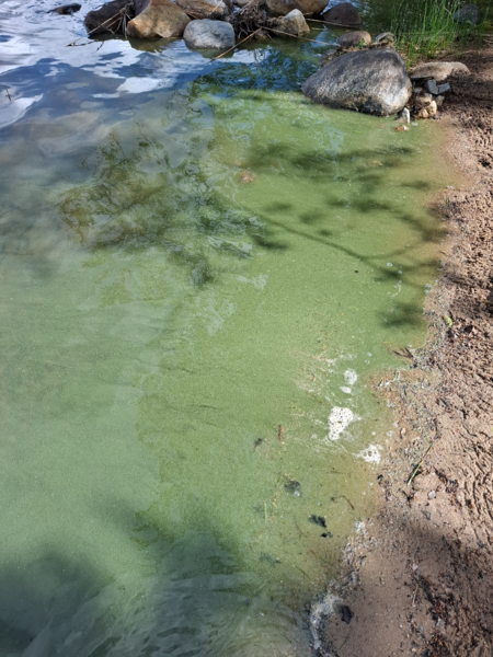 Tiedosto:Suontee (yhd.)-Kataatselkä-ObsALG-202506281524-685fdfb06891f.png