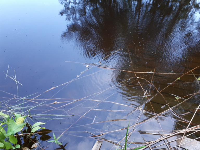 Kallavesi (yhd.)-Rotarien sinileväseuranta (Puutossalmi)-ObsALG-202307252012-64c0d293bc9a2.png