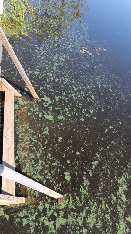 Kikurinjärvi (35.289.1.008)-Rotarien sinileväseuranta-ObsIMG-202406251230-667a8ea5214d1.png