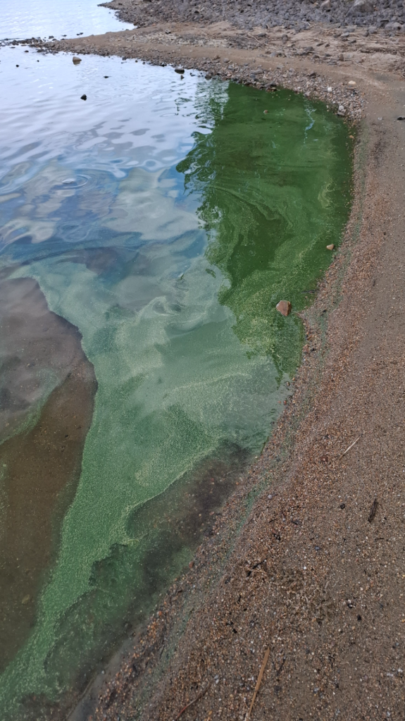 Pielinen (04.411.1.001)-Havaintopaikka 2-ObsIMG-202507021610-68655aea6c7b1.png