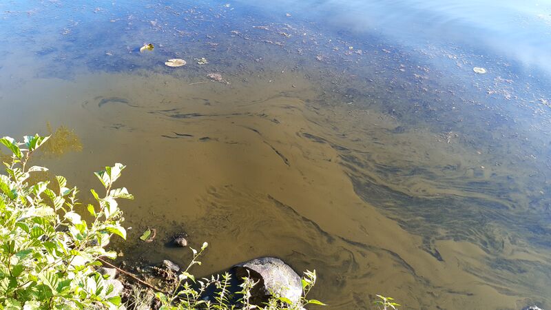 Tiedosto:20200809 195858.jpg