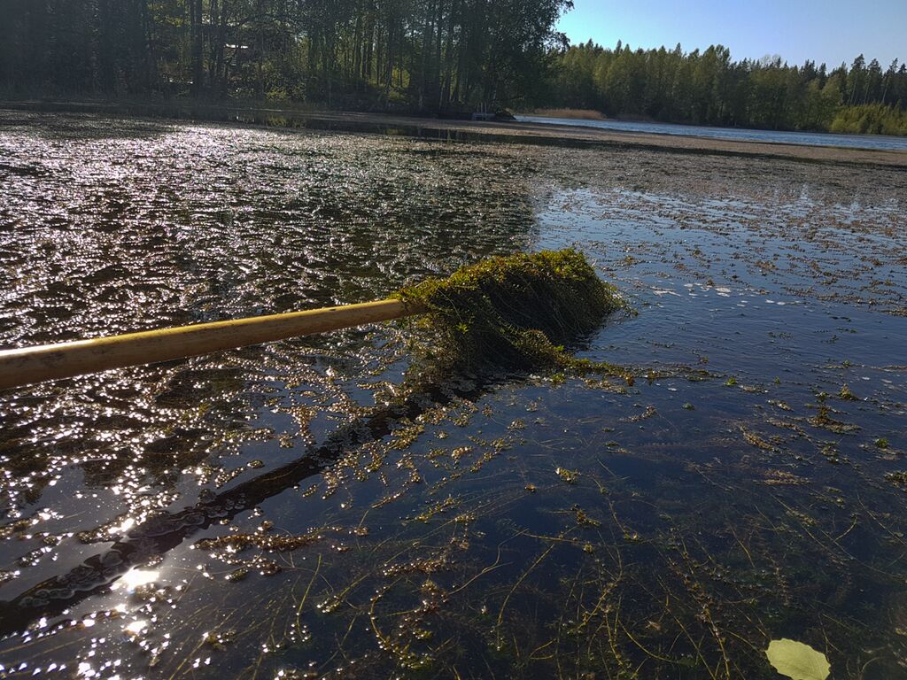 Pitkäjärvi (35.773.1.008)-Sammallahti Eteläinen -ObsIMG-201805211900-65.jpg