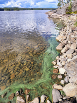 Saimaa (04.112.1.001)-Mustikkasaari-ObsIMG-202507051135-686971a54715b.png