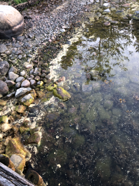 Tiedosto:Iso- ja Pikku-Nauvon vesialue-Rotarien sinileväseuranta (Käldinge strand)-ObsALG-202106012111-60b678f77469b.png