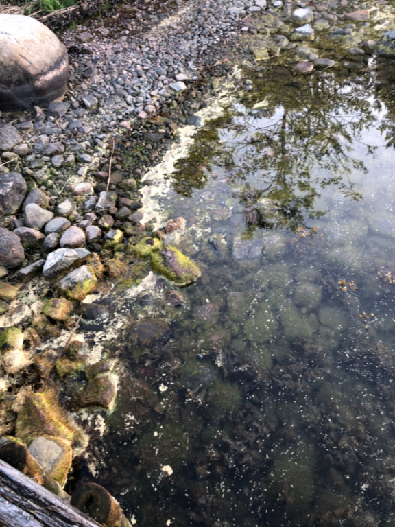 Iso- ja Pikku-Nauvon vesialue-Rotarien sinileväseuranta (Käldinge strand)-ObsALG-202106012111-60b678f77469b.png