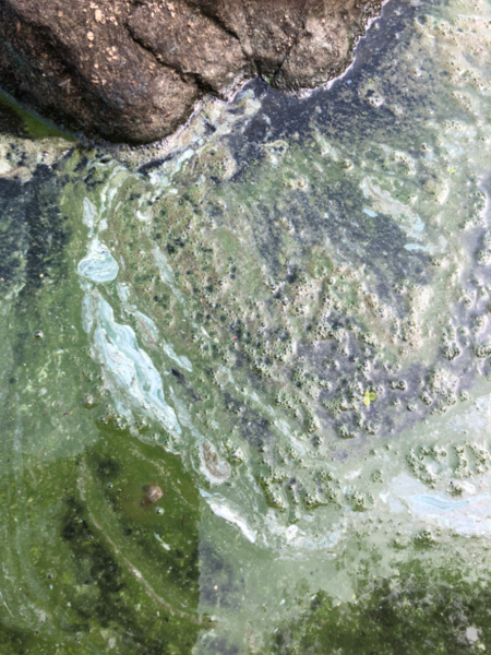 Tiedosto:Jalanti (35.281.1.002)-Kapeikko-ObsALG-202409071206-66dc17d626477.png