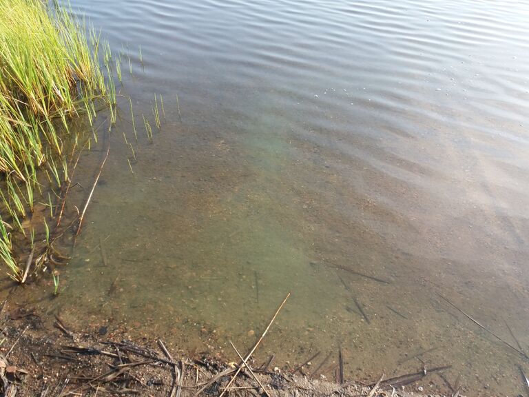 Kymijärvi (14.164.1.001)-Valtakunnallinen sinileväseuranta (Kariston uimaranta)-ObsIMG-201908280936-42.jpg