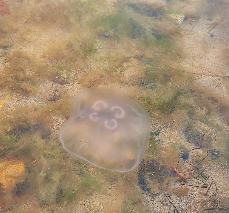 Villinki-Ison Kallahden uimaranta-ObsIMG-202010140954-10.jpg