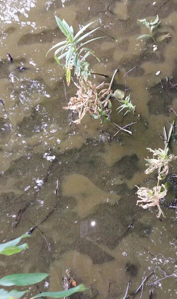 Tiedosto:20170729 142251.jpg