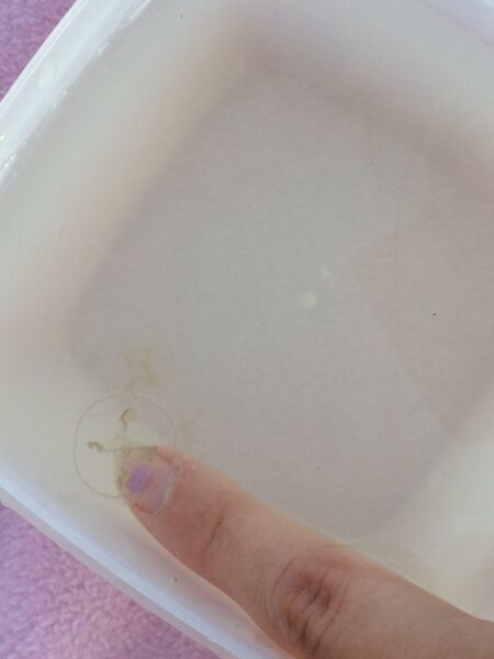 Tiedosto:Hiekkakuoppa (21.012.1.001)-Häklin montun uimaranta-ObsJELLY-201808072050-70.jpeg