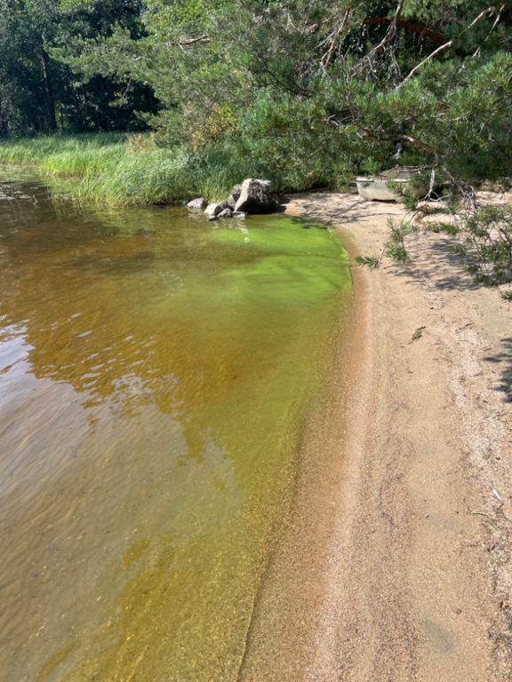 Kallavesi (yhd.)-Vaajasalo, eteläranta-ObsALG-202208161248-62fb685c3da4c.png