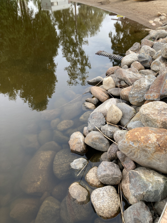 Päijänne (yhd.)-Valtakunnallinen sinileväseuranta (Majutvesi)-ObsALG-202208231048-630486415cc1e.png