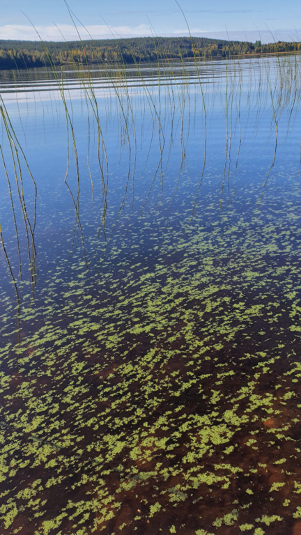 Pintamojärvi (61.254.1.002)-Itäperä-ObsIMG-202109111021-613c59f10fcf6.png