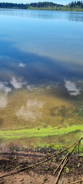 Savijärvi (81.043.1.002)-Valtakunnallinen sinileväseuranta-ObsALG-202407101140-668e49362f961.png