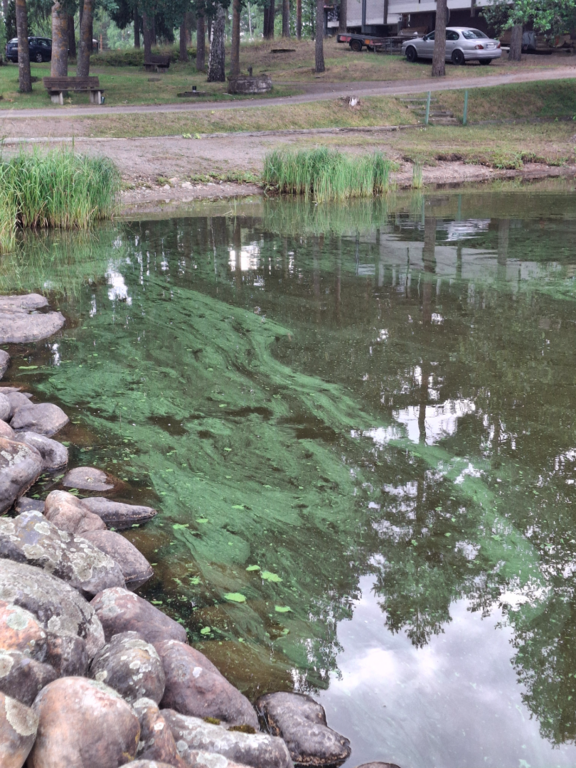 Vanajavesi (yhd.)-Valtakunnallinen sinileväseuranta (Sääksmäen silta)-ObsALG-202508050743-1754370902390.png