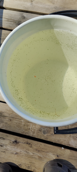 Tiedosto:Vesijärvi (35.731.1.001)-Suomatka-ObsALG-202207101529-62cac6c6c85c4.png