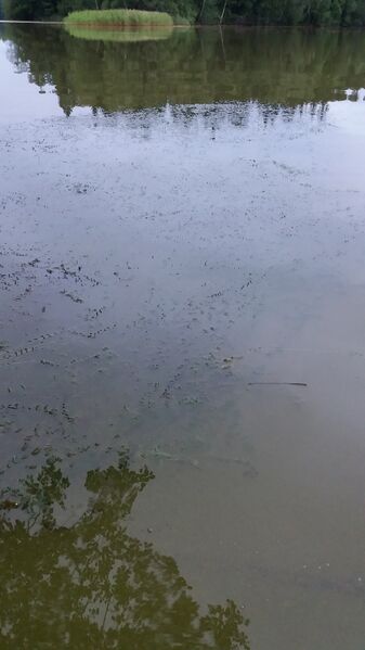 Tiedosto:20170725 220313.jpg