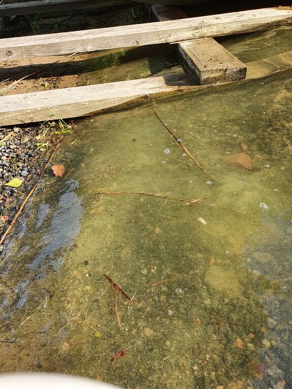 Saimaa (04.112.1.001)-Kaattelahti, Louhivesi-ObsALG-202006241935-64.jpg