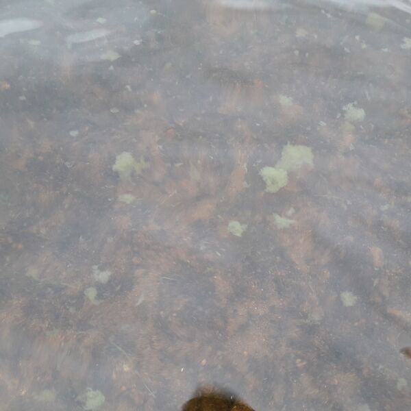 Tiedosto:Yli-Kisosjärvi (61.292.1.025)-Käkelä-ObsIMG-201807051721-13.jpg