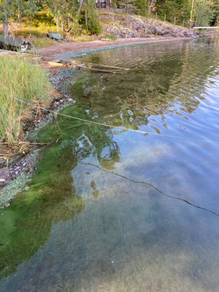 Tiedosto:Inkoo Fagervik-Österviken, Jakob Ramsjö-ObsALG-202209041014-631450cee1dd3.png