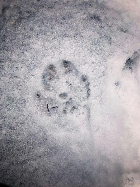 Tiedosto:Kallavesi (yhd.)-Hukanniemi-ObsIMG-201712061000-83.jpeg