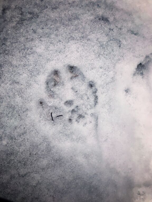 Kallavesi (yhd.)-Hukanniemi-ObsIMG-201712061000-83.jpeg