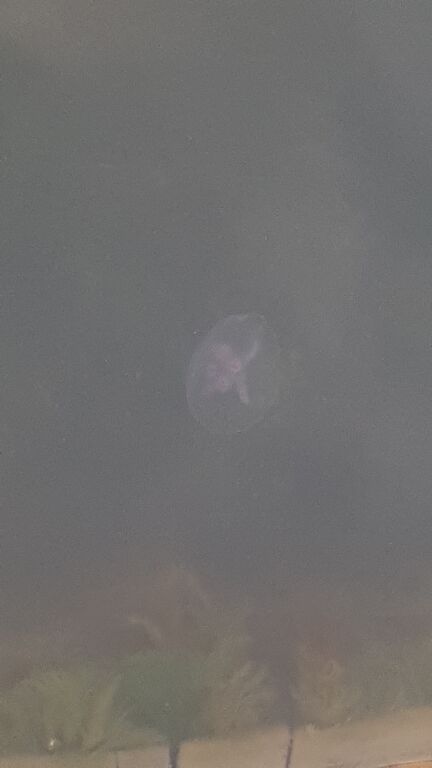 Kaskinen-Siipyy-Havaintopaikka 1-ObsJELLY-201909041945-71.jpg