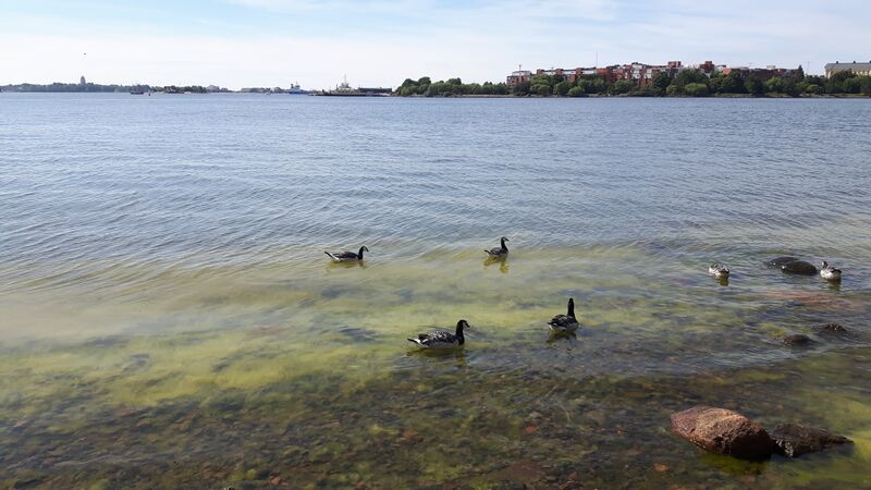 Tiedosto:Kruunuvuorenselkä-Korkeasaari, Kodan ranta-ObsIMG-201707271128-9.jpg