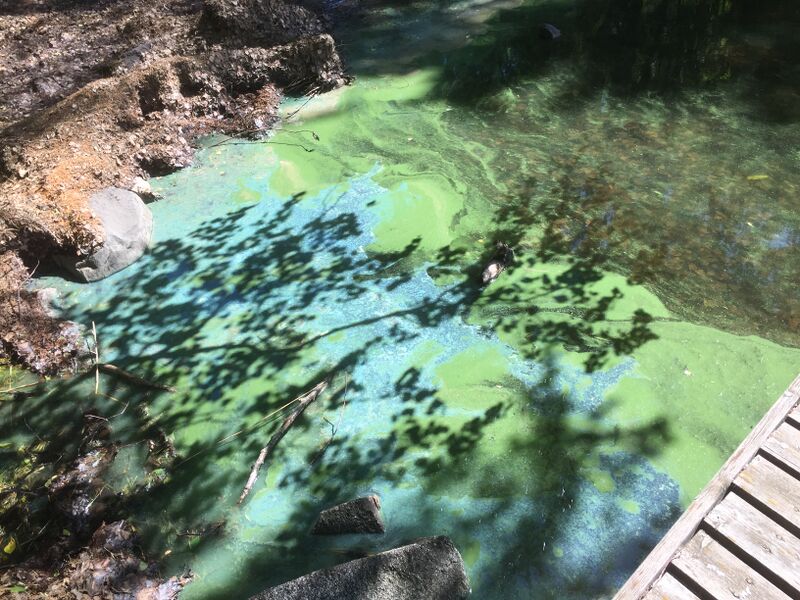 Tiedosto:Kukkia (35.781.1.002)-Kuivassalmi, Kukkia-ObsIMG-201906171614-3.jpeg