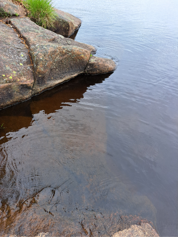 Luodonjärvi (99.110.1.001)-Valtakunnallinen sinileväseuranta-ObsALG-202305311540-6477403530d5a.png