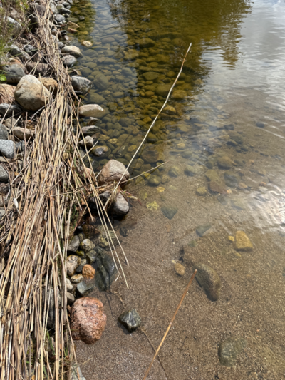 Ukonvesi (Saimaa) (04.151.1.001)-Koivukummunpolku-ObsALG-202307201132-64b8f10fa697d.png