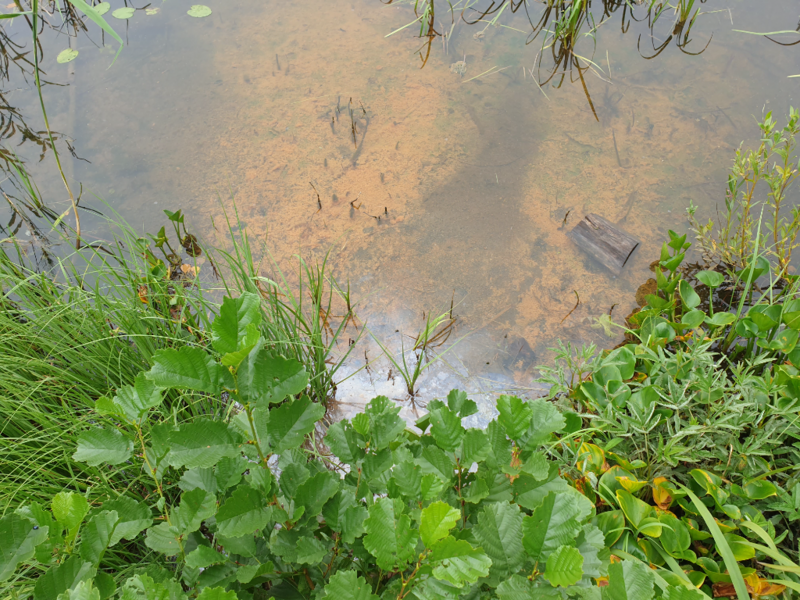 Tiedosto:Urpolanlampi (04.152.1.001)-Uusi hulevesiputki-ObsIMG-202408221218-66c703195d10a.png