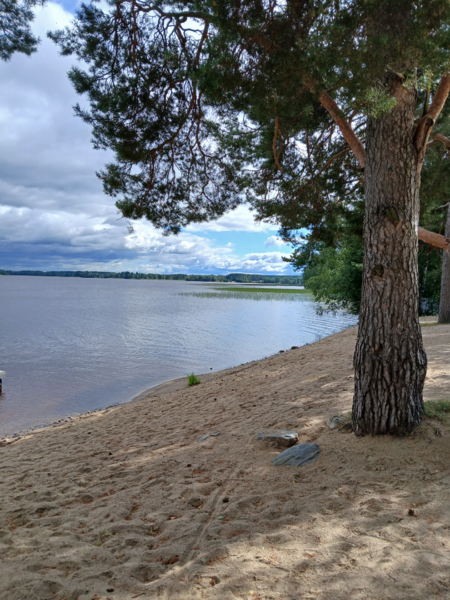 Tiedosto:Alajärvi (47.043.1.001)-Valtakunnallinen sinileväseuranta (Pynttärinniemi, Hauta-ahon uimapaikka)-ObsALG-202508191318-1755598734612.png