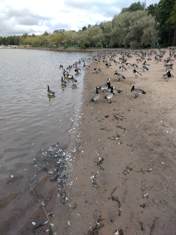 Espoonlahti-Rotarien sinileväseuranta (Kivenlahden uimaranta)-ObsTRASH-202308231103-64e5bdcfc687f.png