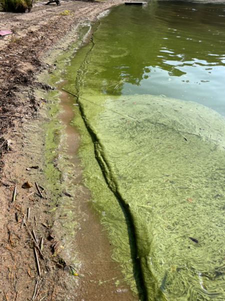 Tiedosto:Kallavesi (yhd.)-Vaajasalo, eteläranta-ObsALG-202409081117-66dd5e315b0bc.png