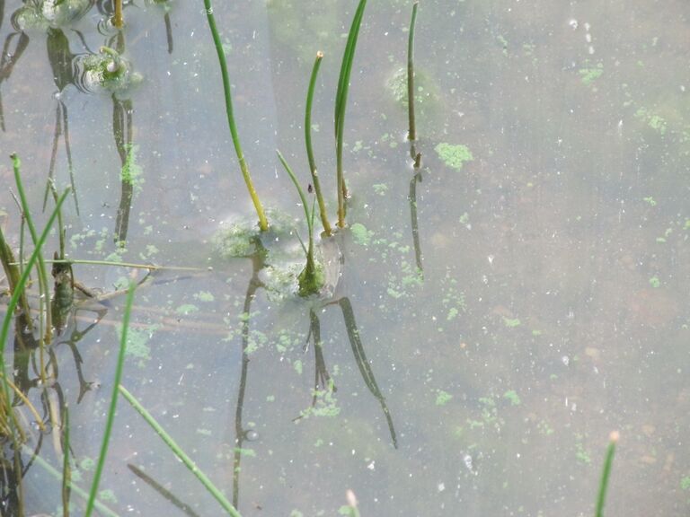 Villikkalanjärvi, sinilevätilanne 14.8 (4).JPG