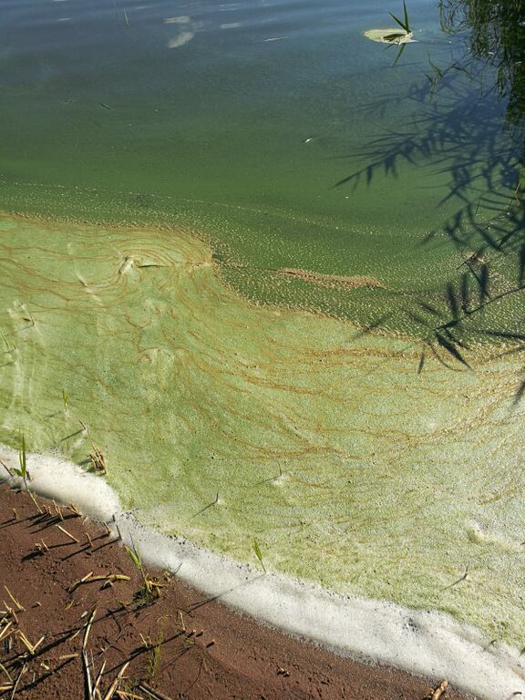 Köyliönjärvi (34.054.1.001)-Havaintopaikka 1-ObsIMG-202007161413-38.jpg