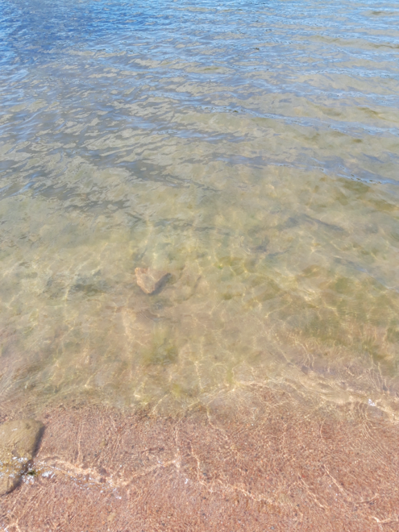 Pyhäjärvi (34.031.1.001)-Valtakunnallinen sinileväseuranta (Katismaan uimaranta)-ObsALG-202207121459-62cd62e6483a0.png