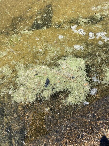 Tiedosto:Saimaa (04.112.1.001)-Havaintopaikka 2-ObsIMG-202006231321-17.jpeg