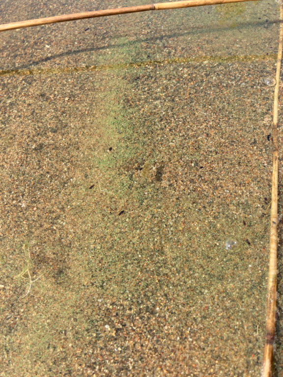 Ukonvesi (Saimaa) (04.151.1.001)-Koivukummunpolku-ObsALG-202206270940-62b951b1532a6.png