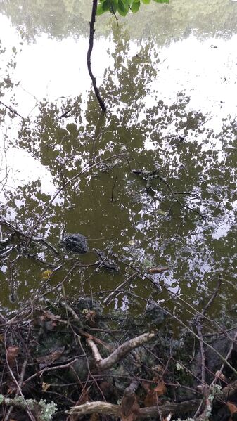 Tiedosto:20170728 184131.jpg