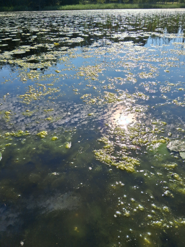 Hänttijärvi (33.004.1.007)-Hänttijärvi-ObsIMG-202507281258-6887514d7e052.png