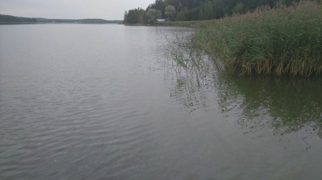 Halikonlahden sisäosat-Angelansaari-ObsIMG-201708161403-35.jpg