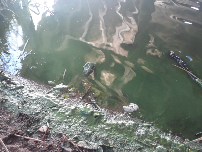 Hiidenvesi (23.031.1.001)-Kirkkojärvi Vihti kk-ObsALG-202108221756-61238d6c0fd42.png