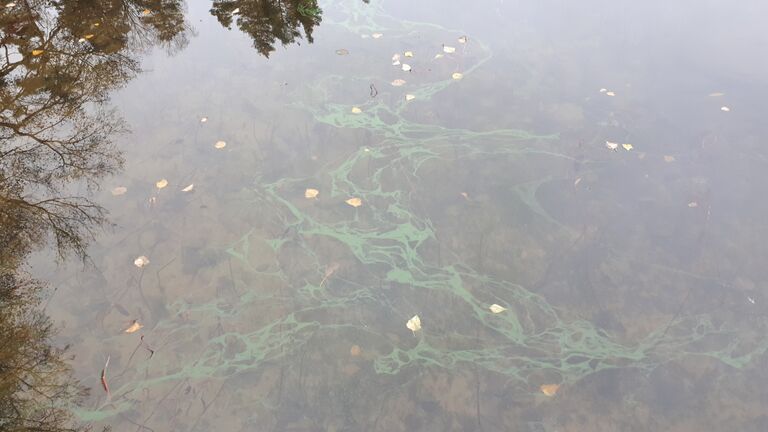 Hormajärvi (23.025.1.001)-Valtakunnallinen sinileväseuranta (Humppilanniemi)-ObsIMG-202010310958-46.jpg