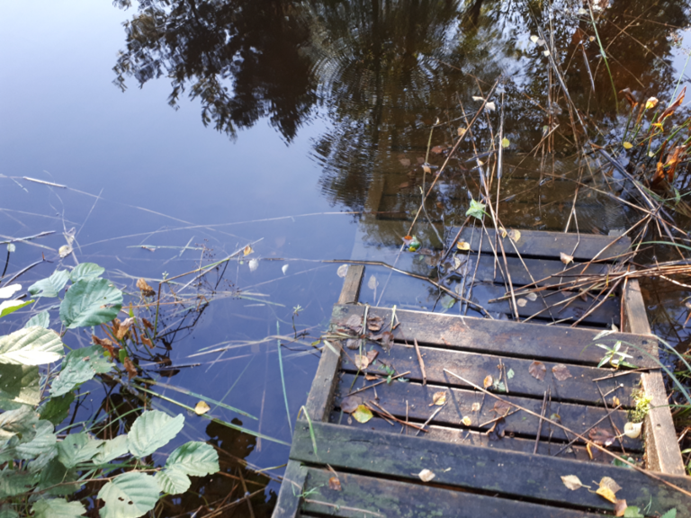 Kallavesi (yhd.)-Rotarien sinileväseuranta (Puutossalmi)-ObsALG-202309060802-64f8bbc8beae1.png