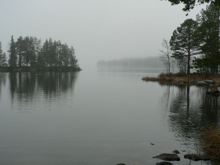 Leväsaaren joutsenet.JPG