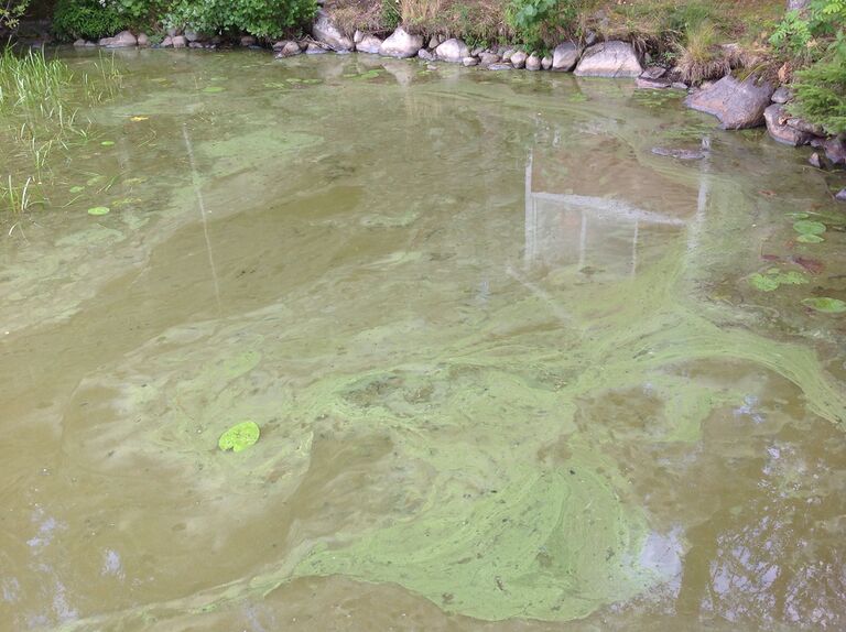 Mäyhäjärvi (35.250.1.001)-Havaintopaikka 1-ObsIMG-201707281806-31.jpg