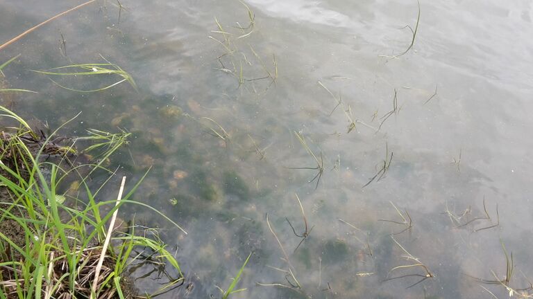 Mallusjärvi (18.033.1.001)-Valtakunnallinen sinileväseuranta (seurakunnan leirikeskus)-ObsALG-201705301446-16.jpg