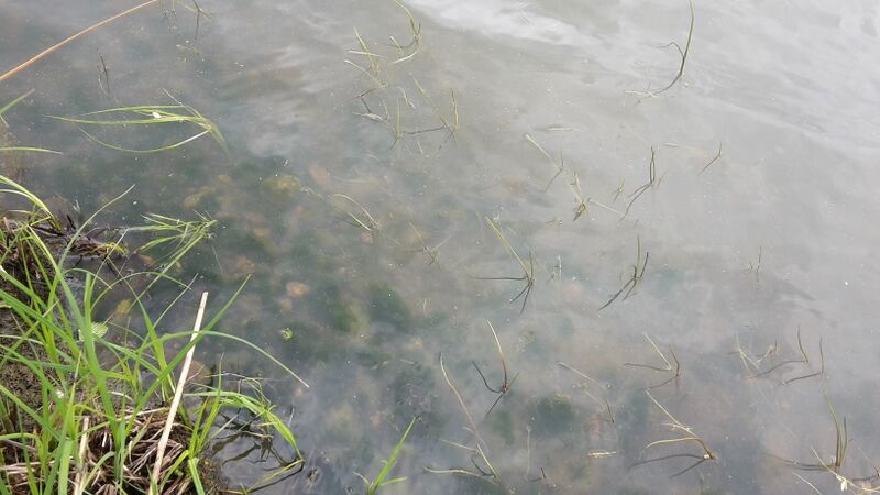 Tiedosto:Mallusjärvi (18.033.1.001)-Valtakunnallinen sinileväseuranta (seurakunnan leirikeskus)-ObsALG-201705301446-16.jpg